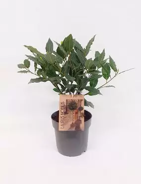 VÄLIMERENLAAKERI - Muut viherkasvit - 4260076781517 - 1