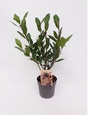 VÄLIMERENLAAKERI - Muut viherkasvit - 4260076781517 - 1