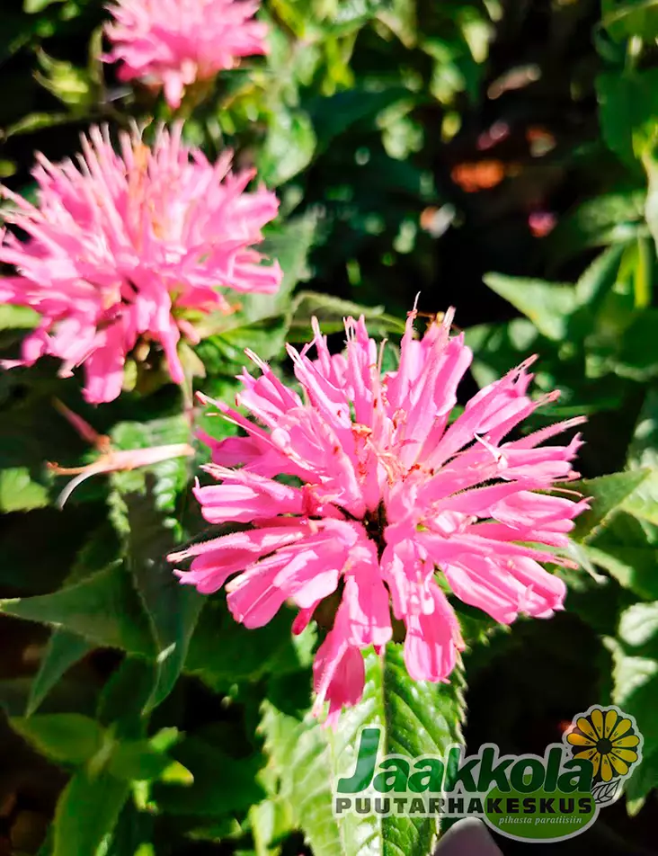 VÄRIMINTTU PINK FROSTING - Muut perennat - 2045340900007 - 1