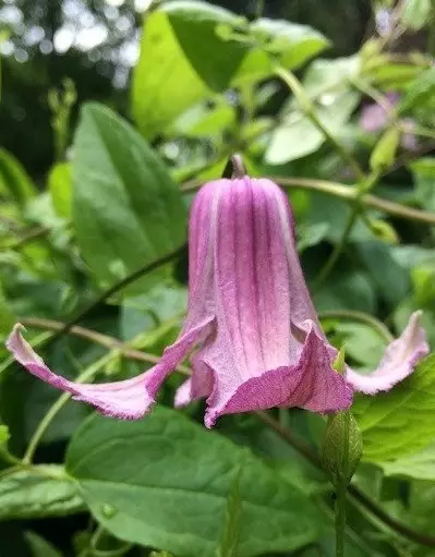 VIINIKÄRHÖ FAY - Kärhöt - 5708869114597 - 1