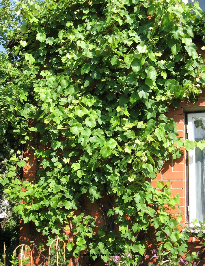 VIINIKÖYNNÖS SUMMER SWEET - Viiniköynnökset - 2050102100007 - 1