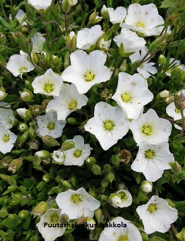 VUORIARHO RONDA - Muut perennat - 2030945400007 - 1