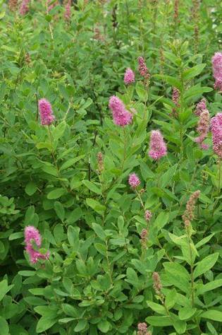 RUSOPAJUANGERVO 25 kpl / avojuurinen - Angervot - 2001412600008 - 1