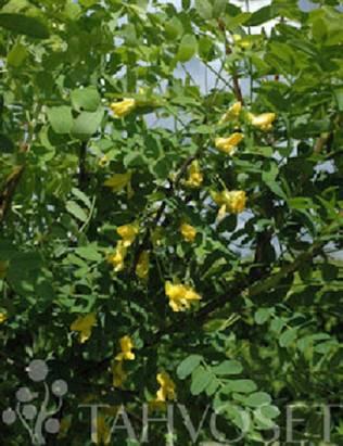 SIPERIANHERNEPENSAS 10 kpl / avojuurinen - Muut pensaat - 2019109400008 - 1