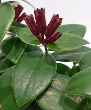 SOIHTUKÖYNNÖS MONA LISA - Muut viherkasvit - 2020112800006 - 2