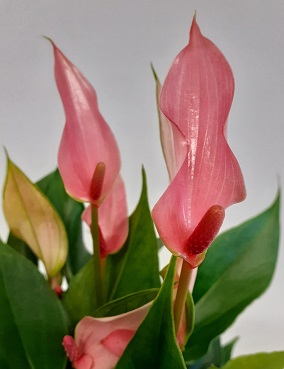 FLAMINGONKUKKA LILLI - Kukkivat viherkasvit - 2020003500008 - 2