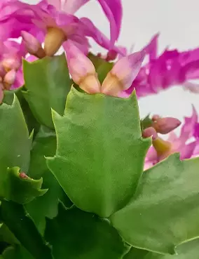 TALVIKAKTUS 17 CM - Kaktukset, mehikasvit ja tyräkit - 8712044684628 - 2