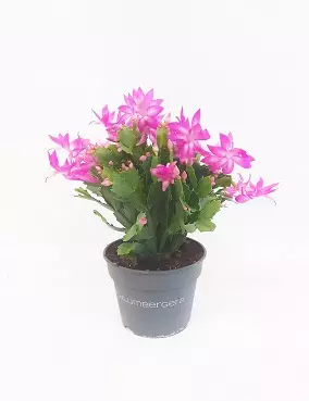 TALVIKAKTUS 17 CM - Kaktukset, mehikasvit ja tyräkit - 8712044684628 - 1