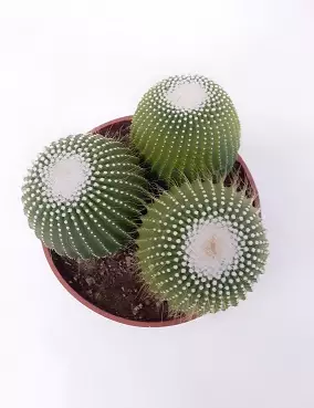 KUULAKAKTUS - Kaktukset, mehikasvit ja tyräkit - 8713469112178 - 1