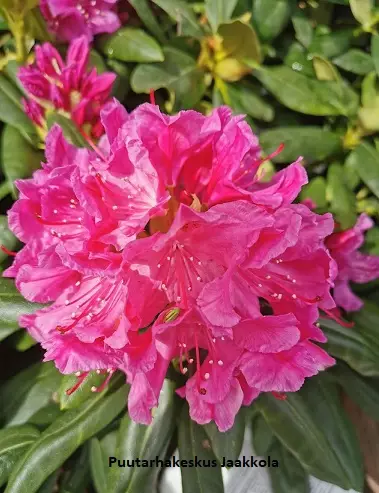 ALPPIRUUSU EINO - Alppiruusut - 2006099200008 - 1