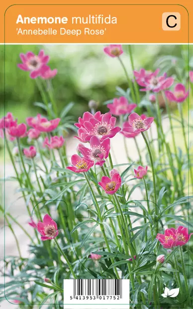AMERIKANVUOKKO ANNABELLE DEEP ROSE - Muut perennat - 2035929600008 - 1