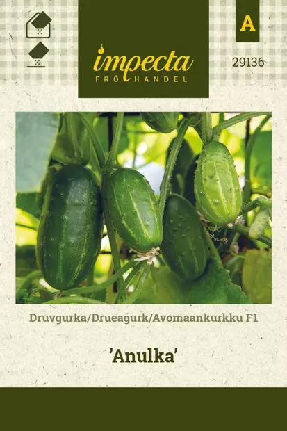 AVOMAANKURKKU ANULKA - Kurkun siemenet - 7332756291368 - 1