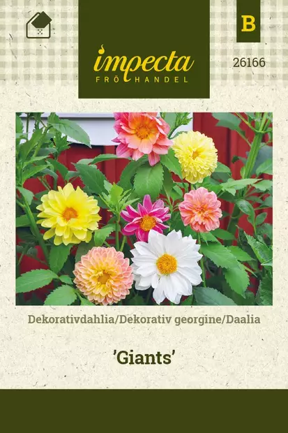 DAALIA GIANTS - Muut kesäkukkien siemenet - 7332756261668 - 1