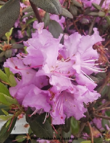 DAHURIANALPPIRUUSU KUSTAVI - Alppiruusut - 2011940500008 - 1