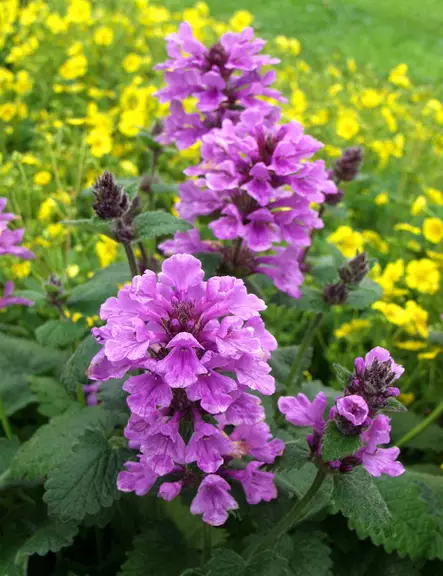 JALOPÄHKÄMÖ - Muut perennat - 2002244200008 - 1