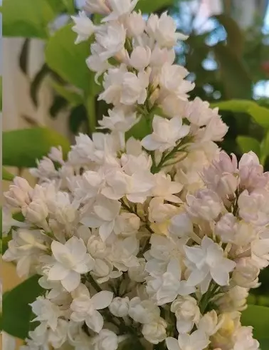 JALOSYREENI MOSKOVAN KAUNOTAR - Syreenit - 2005896800008 - 1