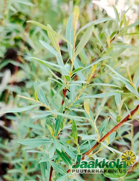 KÄÄPIÖPUNAPAJU 25 kpl / avojuurinen - Pajut - 2010583900008 - 1