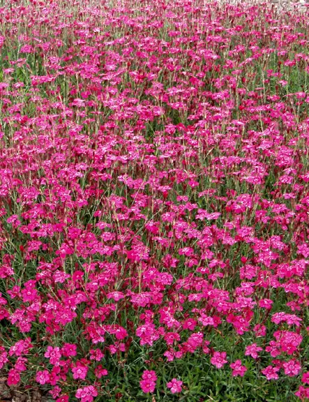 KETONEILIKKA BRILLIANT - Muut perennat - 2010102200008 - 1