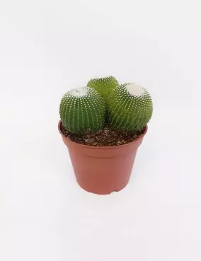 KUULAKAKTUS - Kaktukset, mehikasvit ja tyräkit - 8713469112178 - 2