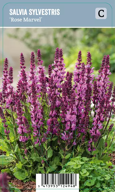 LEHTOSALVIA ROSE MARVEL - Muut perennat - 2050532300008 - 1