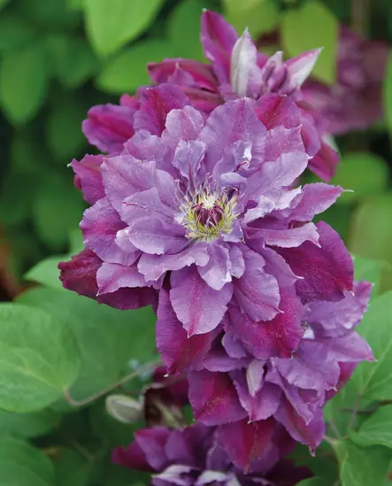 LOISTOKÄRHÖ BIRTHDAY GIRL - Kärhöt - 2061019300008 - 1