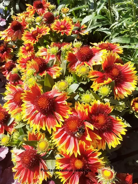LOISTOSÄDEKUKKA ORANGE HALO - Muut perennat - 2056303700008 - 2