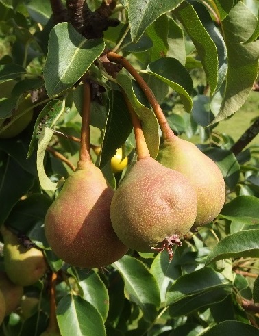 PÄÄRYNÄPUU AUNEN PÄÄRYNÄ - Päärynäpuut - 2004209900008 - 1