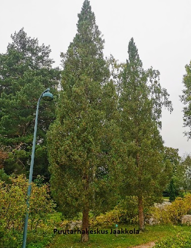 PILARIMÄNTY - Männyt - 2007742600008 - 1