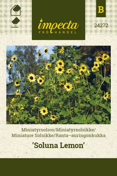 RANTA-AURINGONKUKKA SOLUNA LEMON - Auringonkukan siemenet - 7332756242728 - 1
