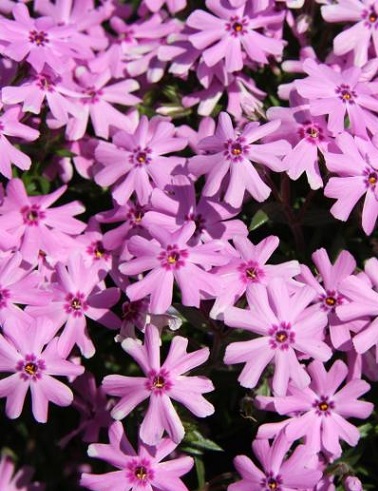 SAMMALLEIMU FORT HILL - Leimut - 2035959300008 - 1