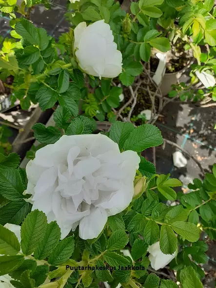 TARHAKURTTURUUSU BLANC DOUBLE DE COUBERT - Pensasruusut - 2040649300008 - 1