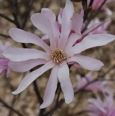 TARHAMAGNOLIA LEONARD MESSEL - Magnoliat - 2032989300008 - 2