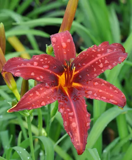 TARHAPÄIVÄNLILJA CRIMSON PIRATE - Päivänliljat - 2090631500008 - 1