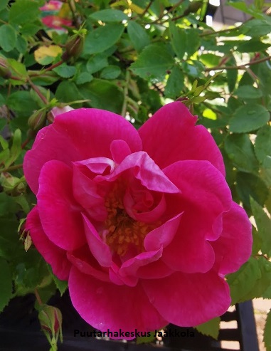 WILLIAM BAFFIN KÖYNNÖSRUUSU - Köynnösruusut - 2002453400008 - 1