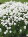 TALVISAIPPO SNOWFLAKE - Muut perennat - 2010142800008 - 1