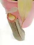 KANNUKASVI REBECCA 12 CM RUUKKU - Lihansyöjäkasvit - 8712044612638 - 2