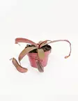 KANNUKASVI REBECCA 12 CM RUUKKU - Lihansyöjäkasvit - 8712044612638 - 1