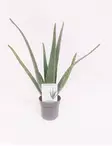 LÄÄKEAALOE - Muut viherkasvit - 8712815051598 - 1