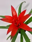 TIMANTTIANANAS AMORETTO - Kukkivat viherkasvit - 8713469105378 - 3