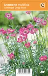 AMERIKANVUOKKO ANNABELLE DEEP ROSE - Muut perennat - 2035929600008 - 1