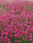 KETONEILIKKA BRILLIANT - Muut perennat - 2010102200008 - 1