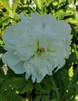 KIINANPIONI DUCHESSE DE NEMOURS - Pionit - 2002458900008 - 1