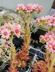 KIVIKKOMEHITÄHTI SILBERKARNEOL - Muut perennat - 2011404600008 - 2