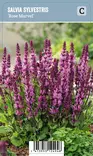 LEHTOSALVIA ROSE MARVEL - Muut perennat - 2050532300008 - 1