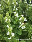 LEHTOSALVIA SENSATION WHITE - Muut perennat - 2030218800008 - 1