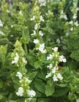 LEHTOSALVIA SENSATION WHITE - Muut perennat - 2030218800008 - 1