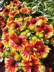 LOISTOSÄDEKUKKA ORANGE HALO - Muut perennat - 2056303700008 - 2