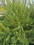 LUUTAKUUSI - Kuuset - 2030757600008 - 1