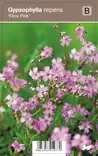 MÄTÄSHARSO FILOU PINK - Muut perennat - 2001977000008 - 1