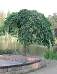 SATEENVARJOJALAVA - Muut lehtipuut - 2001257100008 - 1